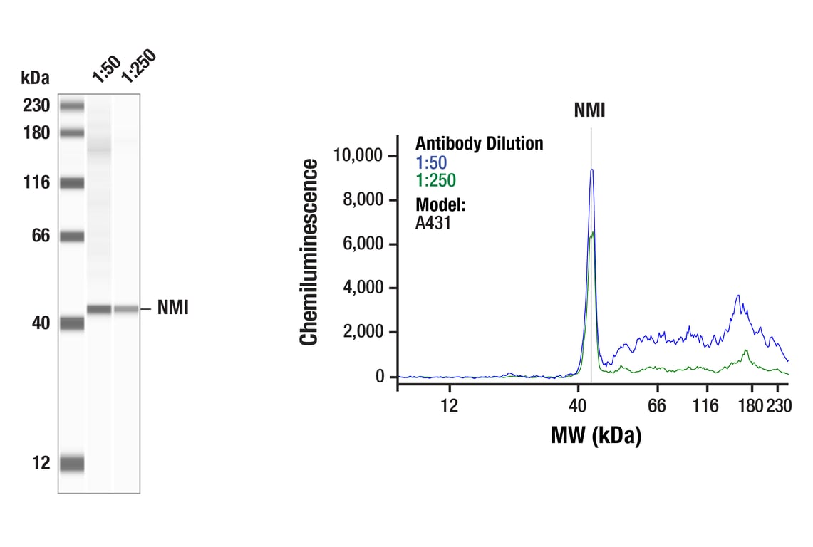 Western Blotting Image 1: NMI (F6F5E) Rabbit Monoclonal Antibody