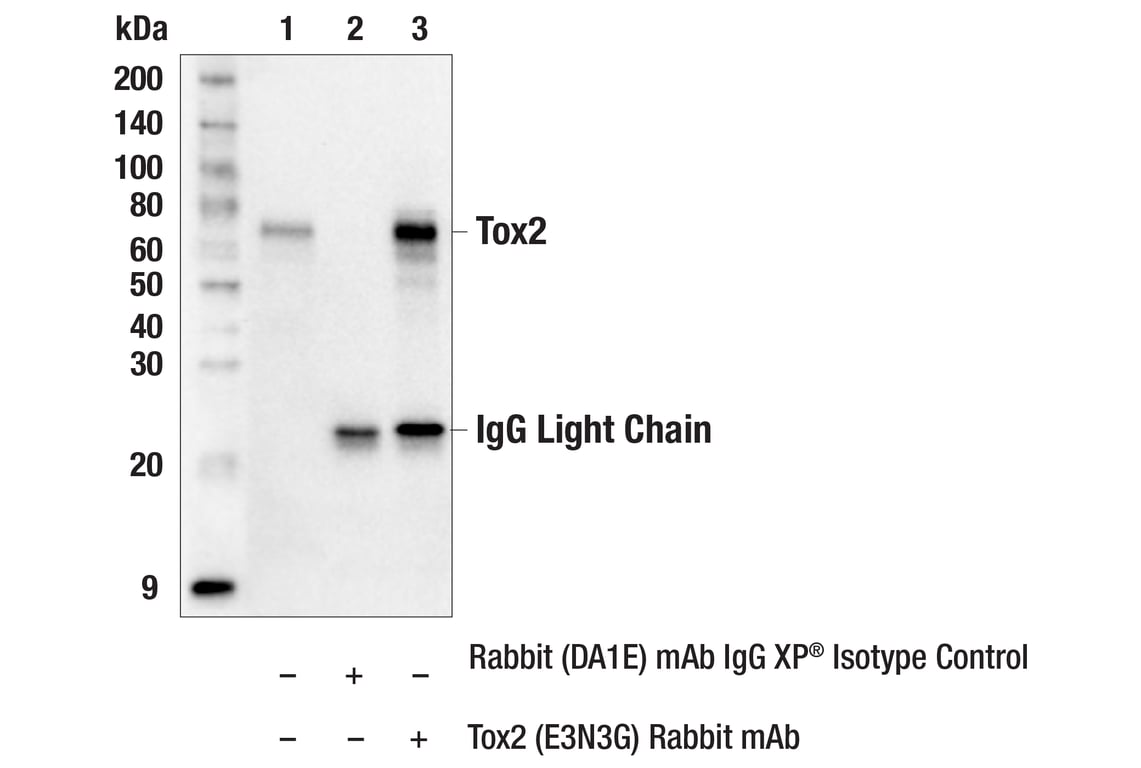 Immunoprecipitation Image 1: Tox2 (E3N3G) Rabbit Monoclonal Antibody