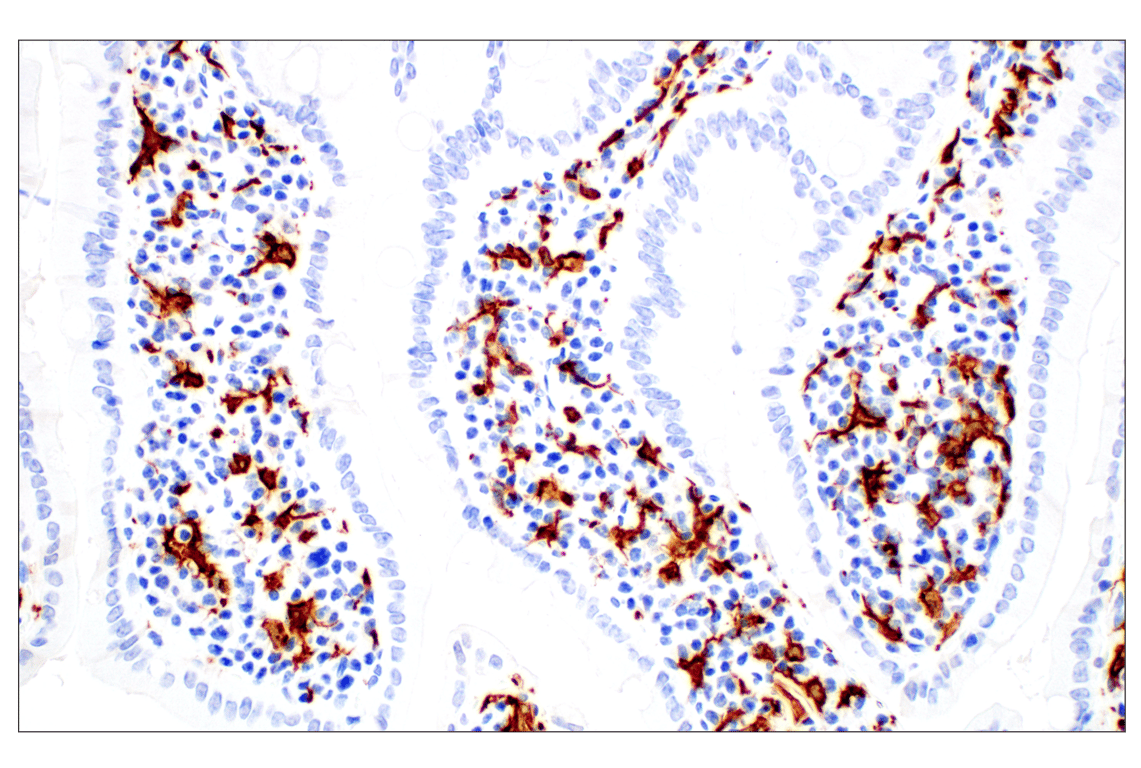 Immunohistochemistry Image 13: Iba1/AIF-1 (E4O4W) Rabbit Monoclonal Antibody (BSA and Azide Free)