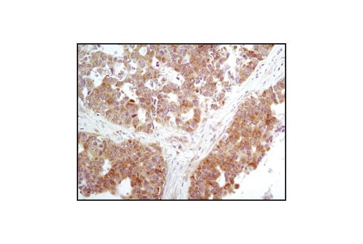 Immunohistochemistry Image 2: Phospho-eIF2 alpha (Ser51) (D9G8) Rabbit Monoclonal Antibody