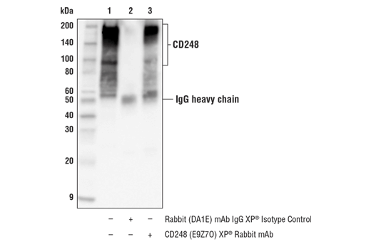 CD248 (E9Z7O) XP® Rabbit mAb | Cell Signaling Technology