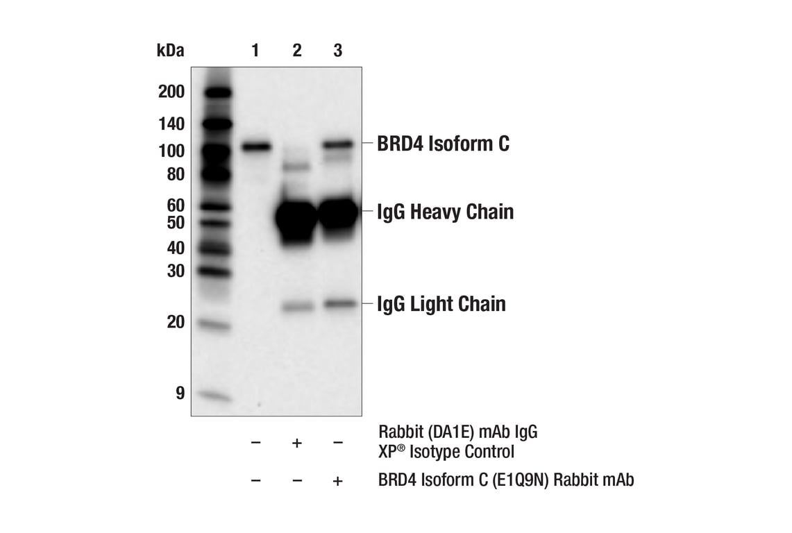 Immunoprecipitation Image 1: BRD4 Isoform C (E1Q9N) Rabbit Monoclonal Antibody