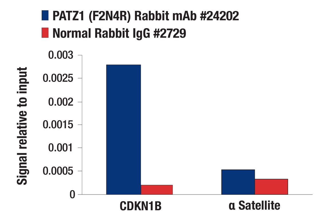Chromatin Immunoprecipitation Image 1: PATZ1 (F2N4R) Rabbit Monoclonal Antibody