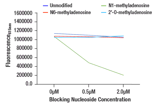 undefined Image 2: N1-Methyladenosine (m1A) (E8S7H) Rabbit Monoclonal Antibody