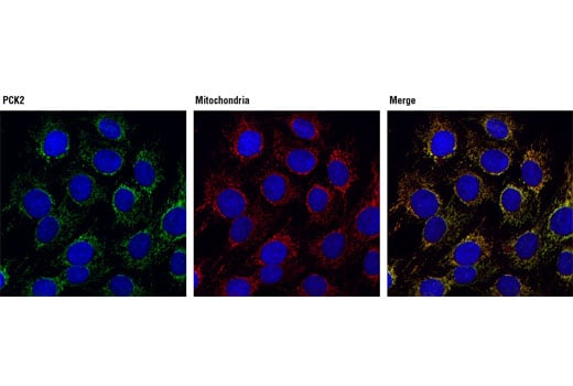 Immunofluorescence Image 1: PCK2 Antibody