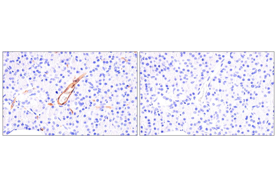 Immunohistochemistry Image 14: EMCN (E3Z4D) Rabbit Monoclonal Antibody (BSA and Azide Free)