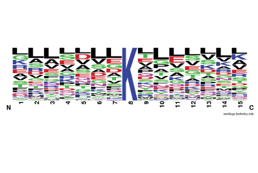 PTMScan Image 2: PTMScan<sup>®</sup> Glutaryl-Lysine [Glut-K] Kit