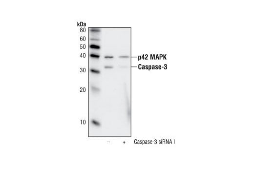 Western Blotting Image 2: Caspase-3 (8G10) Rabbit mAb