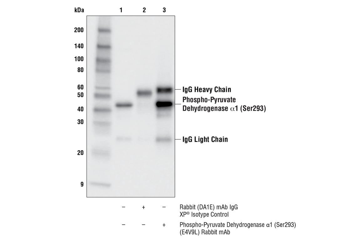 Immunoprecipitation Image 1: Phospho-Pyruvate Dehydrogenase alpha1 (Ser293) (E4V9L) Rabbit Monoclonal Antibody