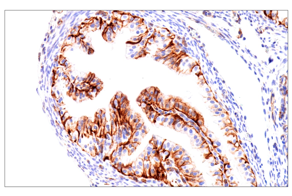 Immunohistochemistry Image 2: Nestin (E5C7I) Rabbit Monoclonal Antibody (BSA and Azide Free)