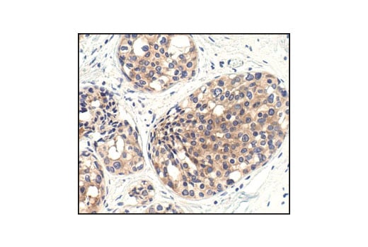 mTOR (7C10) Rabbit mAb | Cell Signaling Technology