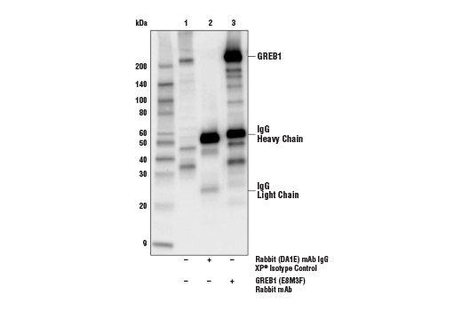 Immunoprecipitation Image 1: GREB1 (E8M3F) Rabbit Monoclonal Antibody