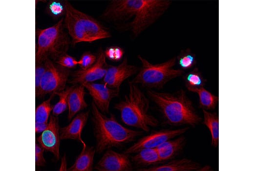 Hoechst 33342 | Cell Signaling Technology