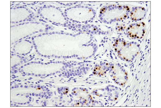 Immunohistochemistry Image 5: Pax6 (D3A9V) Rabbit Monoclonal Antibody (BSA and Azide Free)