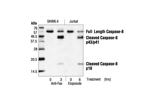 Western Blotting Image 3: Caspase-8 (1C12) Mouse Monoclonal Antibody