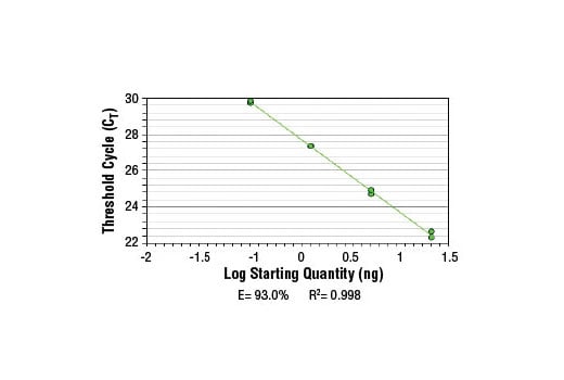 Chromatin Immunoprecipitation Image 2: SimpleChIP<sup>®</sup> Human GATA-6 Promoter Primers