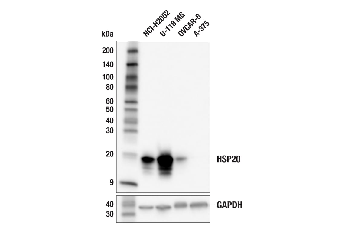 Western Blotting Image 2: HSP20 (E9Z1O) Rabbit Monoclonal Antibody