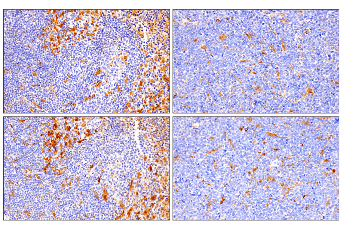 Immunohistochemistry Image 6: IL-18 (E8P5O) Rabbit Monoclonal Antibody