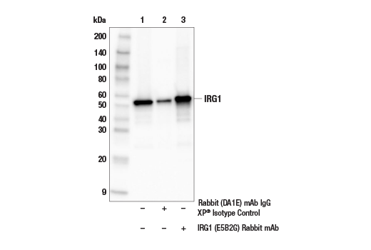 Immunoprecipitation Image 1: IRG1 (E5B2G) Rabbit Monoclonal Antibody