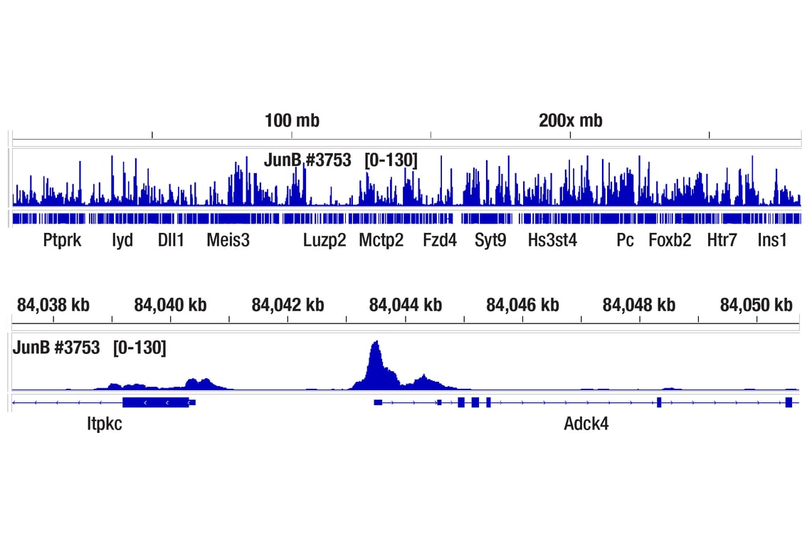 CUT & RUN Image 3: JunB (C37F9) Rabbit Monoclonal Antibody
