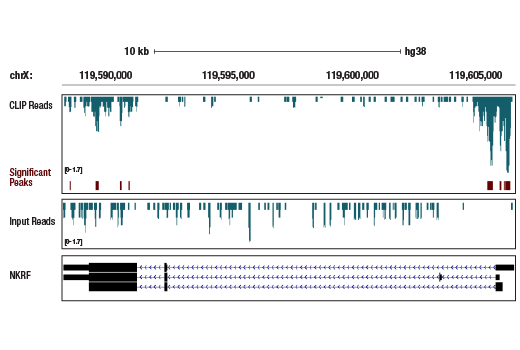 eCLIP Image 1: NKRF (E9G1T) Rabbit Monoclonal Antibody