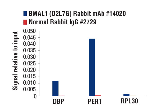 Chromatin Immunoprecipitation Image 1: BMAL1 (D2L7G) Rabbit Monoclonal Antibody