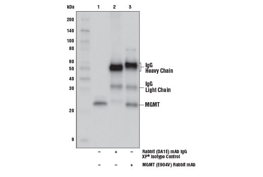 Immunoprecipitation Image 1: MGMT (E9O4V) Rabbit Monoclonal Antibody
