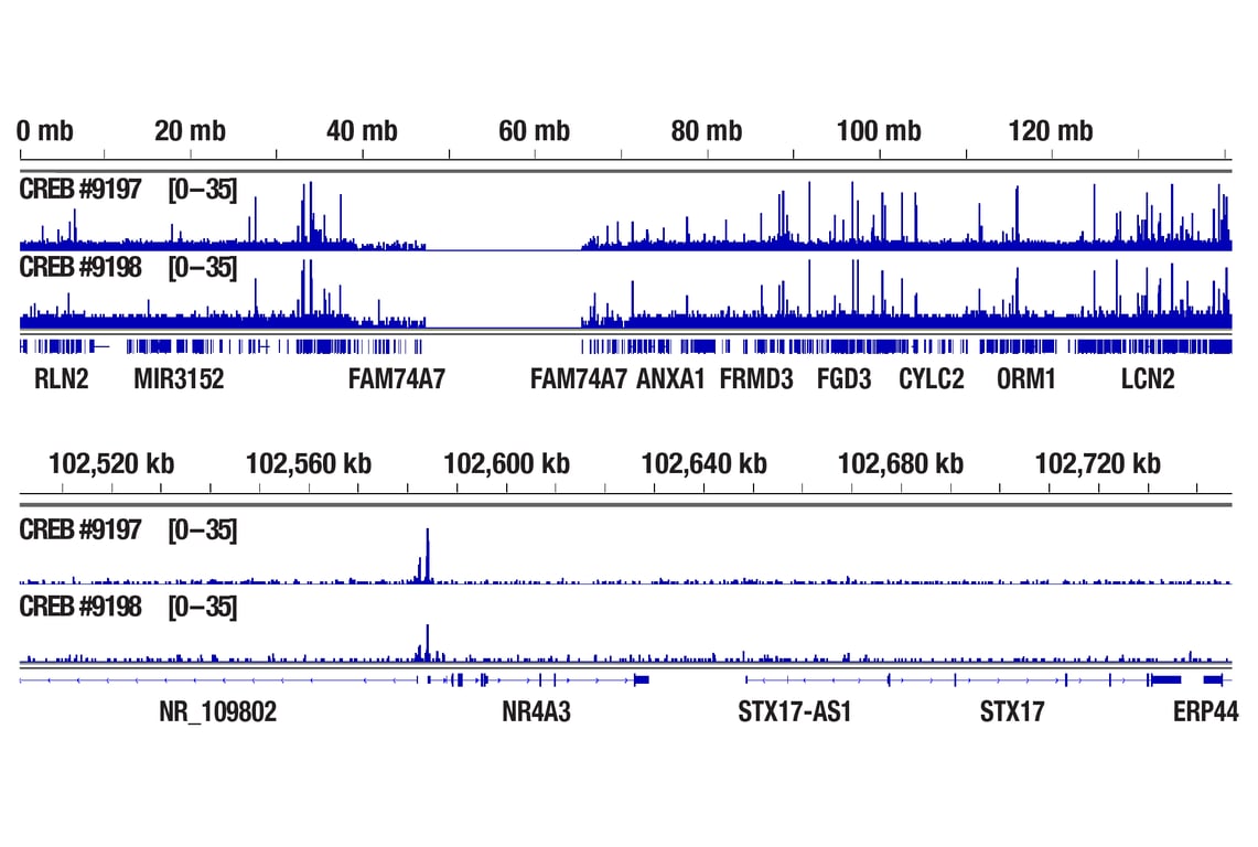 CUT & RUN Image 2: CREB (48H2) Rabbit Monoclonal Antibody