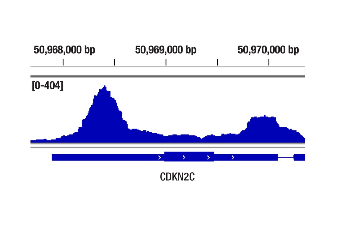 undefined Image 2: Lysine Methyltransferase Antibody Sampler Kit