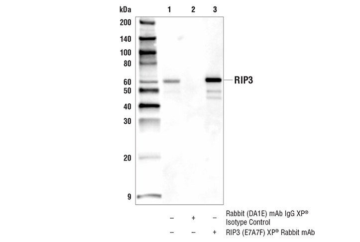 Immunoprecipitation Image 1: RIP3 (E7A7F) Rabbit Monoclonal Antibody
