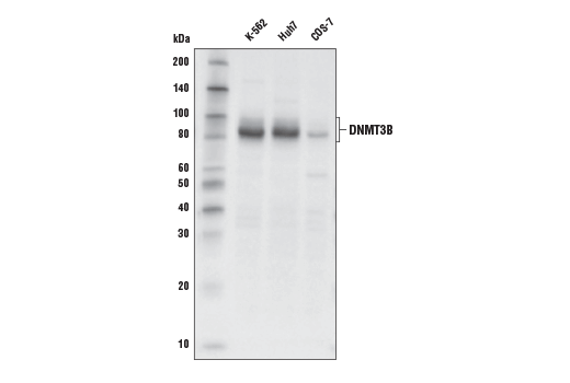 Western Blotting Image 1: DNMT3B (E2Q3Z) Rabbit mAb