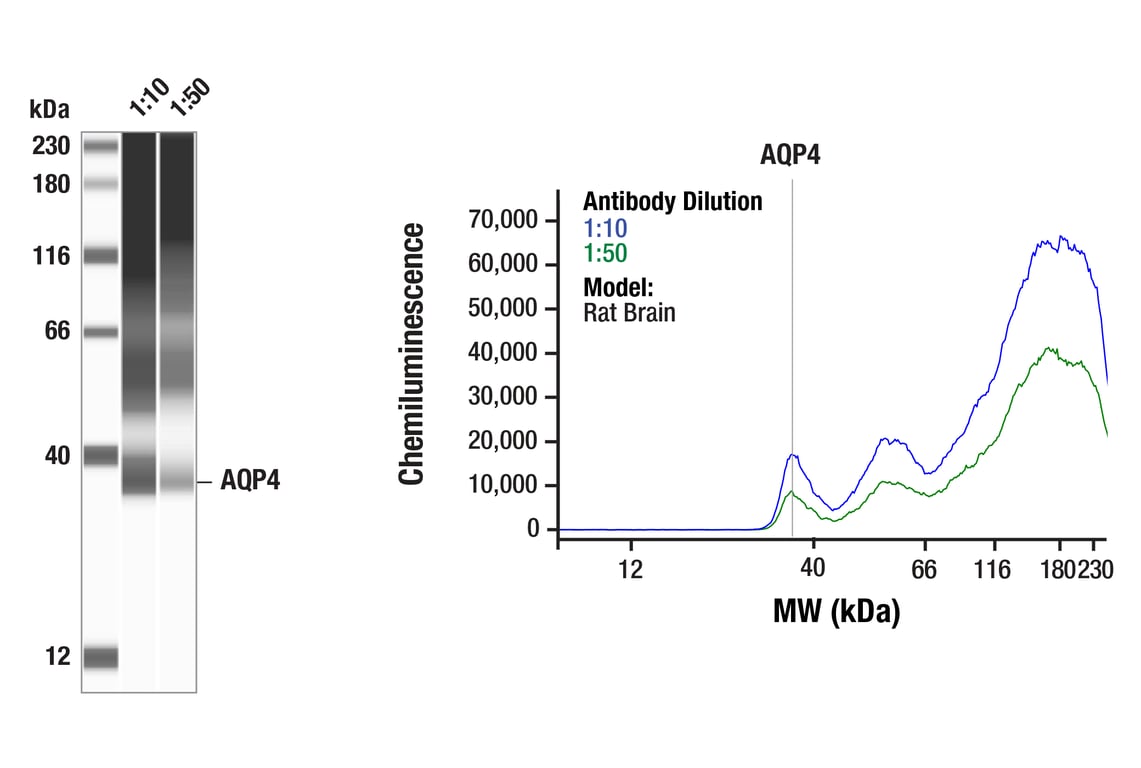 Western Blotting Image 1: AQP4 (E8W5A) Mouse Monoclonal Antibody