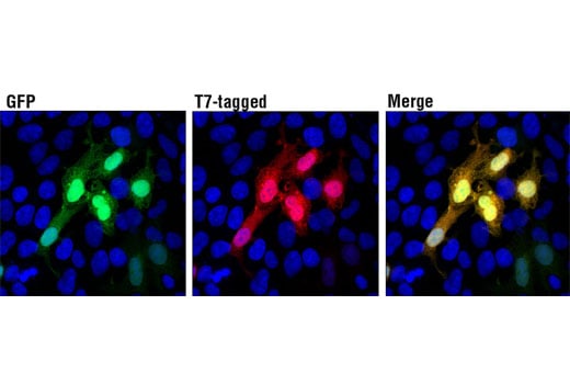 Immunofluorescence Image 1: T7-Tag (D9E1X) Rabbit Monoclonal Antibody