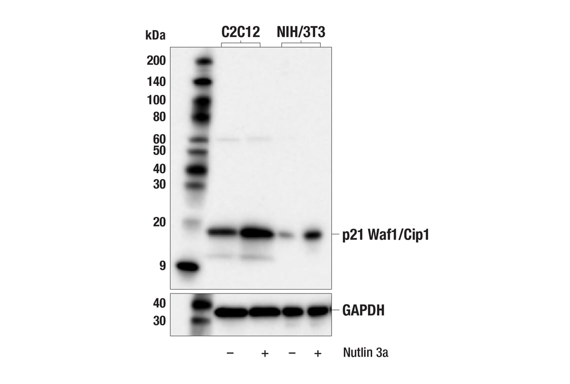 Western Blotting Image 2: p21 Waf1/Cip1 (F2C7C) Rabbit Monoclonal Antibody