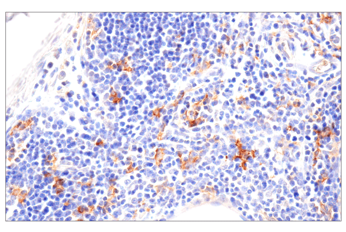 Immunohistochemistry Image 4: SLC40A1/Ferroportin-1 (F9U5S) Rabbit Monoclonal Antibody