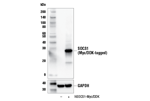 Western Blotting Image 2: SOCS1 (E4K7Q) Rabbit mAb