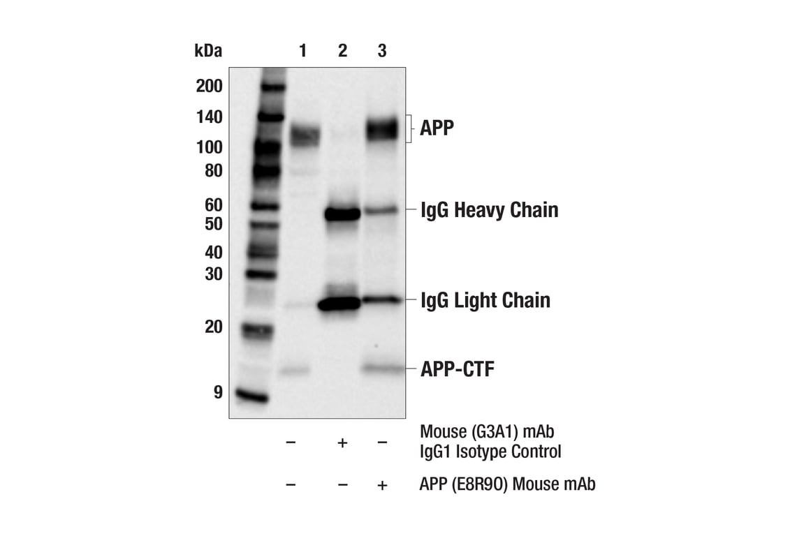 Immunoprecipitation Image 1: APP (E8R9O) Mouse Monoclonal Antibody