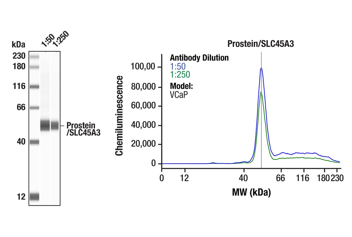 Western Blotting Image 1: Prostein/SLC45A3 (F5U4V) Rabbit Monoclonal Antibody