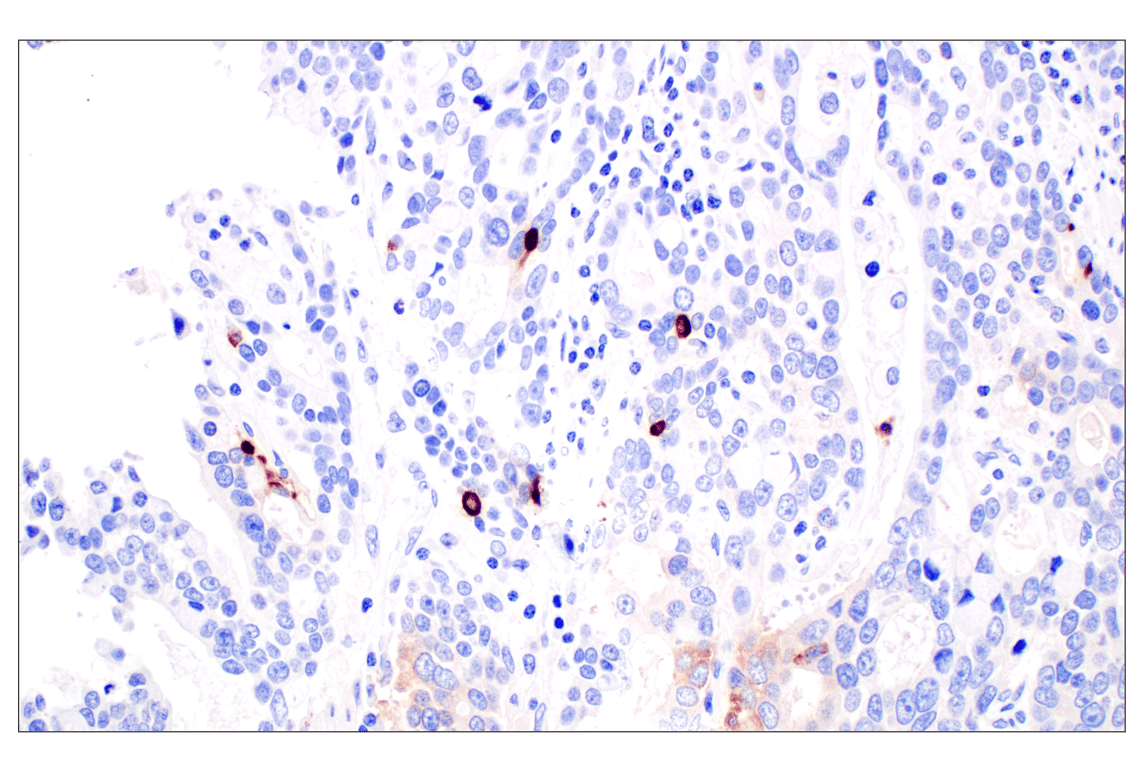 Immunohistochemistry Image 3: CHGA (F7D6H) Rabbit Monoclonal Antibody (BSA and Azide Free)