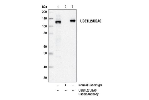 Immunoprecipitation Image 1: UBE1L2/UBA6 Antibody