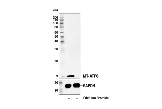 Western Blotting Image 2: MT-ATP8 (E2W1A) Rabbit Monoclonal Antibody