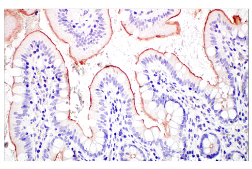Immunohistochemistry Image 2: MUC13 (E6Z1K) Rabbit Monoclonal Antibody
