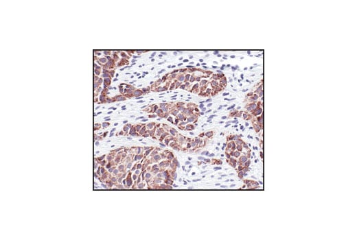 Immunohistochemistry Image 3: COX IV (3E11) Rabbit Monoclonal Antibody (BSA and Azide Free)