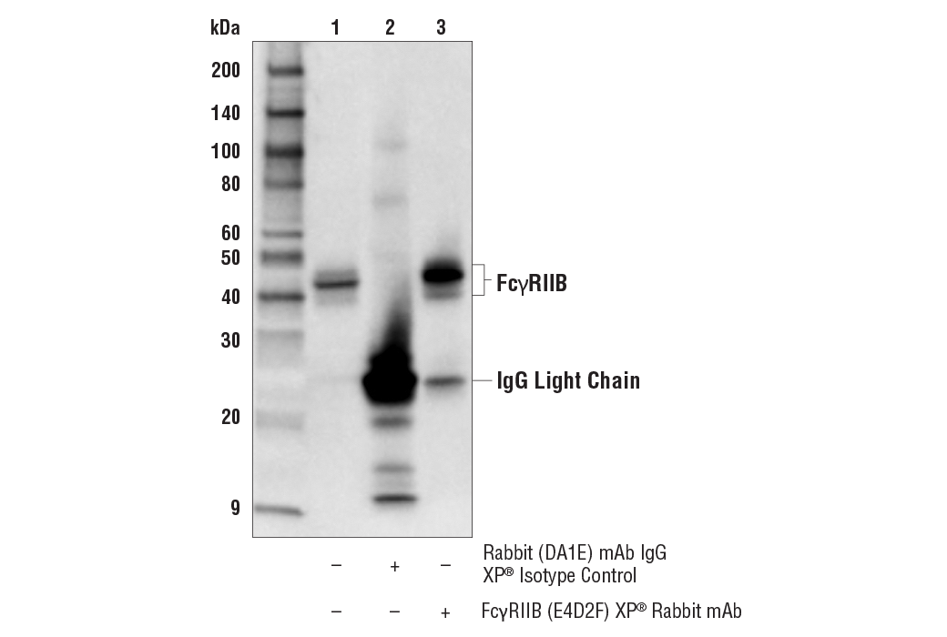 Immunoprecipitation Image 1: Fc-gammaRIIB (E4D2F) Rabbit Monoclonal Antibody