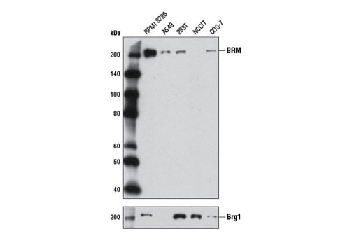 Western Blotting Image 2: BRM (D9E8B) XP<sup>®</sup> Rabbit mAb