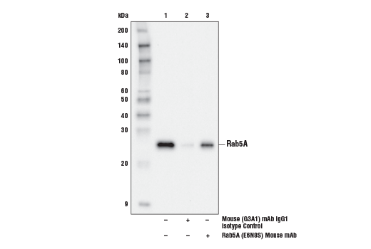 undefined Image 23: Vesicle Trafficking Antibody Sampler Kit