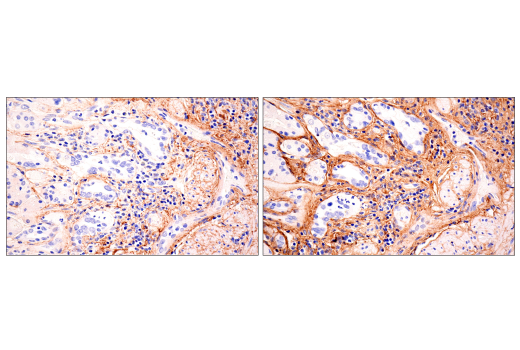 Immunohistochemistry Image 5: Hydroxyproline Antibody