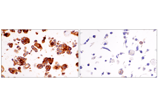 Immunohistochemistry Image 10: DPEP-1/MDP (E4O6J) Rabbit Monoclonal Antibody