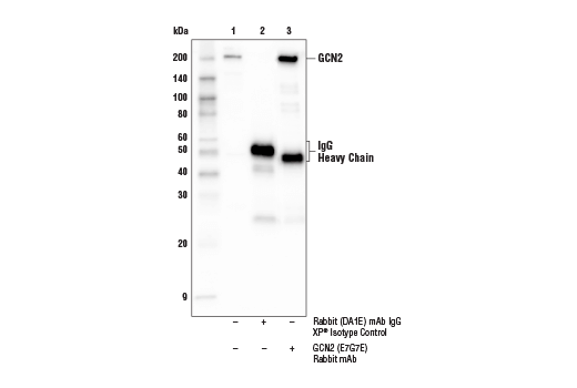 Immunoprecipitation Image 1: GCN2 (E7G7E) Rabbit Monoclonal Antibody