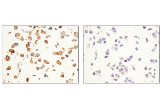 Immunohistochemistry Image 1: OX40L (D6K7R) Rabbit Monoclonal Antibody